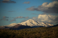 Saguaros and Snow