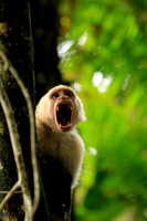 No Feed Monkey