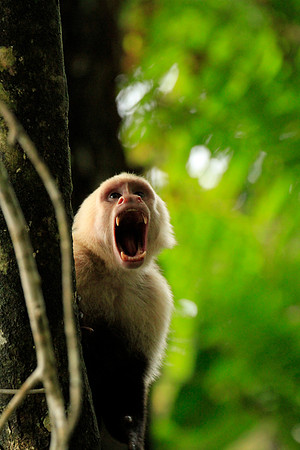 No Feed Monkey