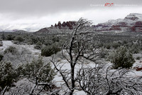Snow Covered Cockscomb