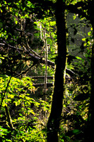 In The Jungle