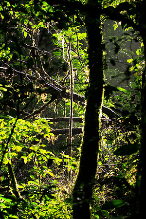 In The Jungle