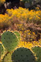 Prickly Pear