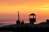 Newport Beach Gulls