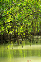 The Mangroves