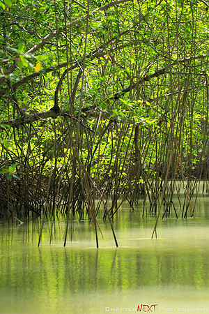 The Mangroves
